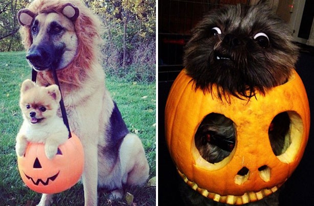 Funny Halloween Animals Picture