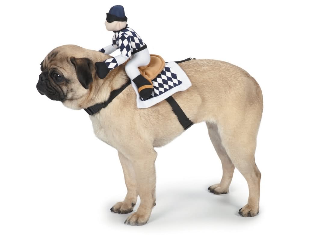 Funny Halloween Pug Dog Costume Image
