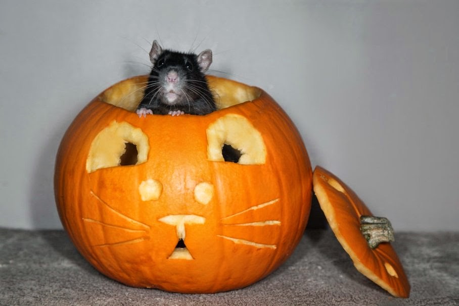 Funny Halloween Rat Picture