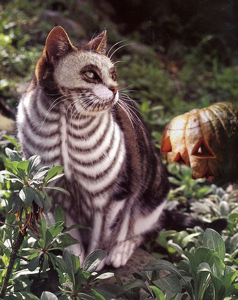 Funny Halloween Skeleton Cat Picture