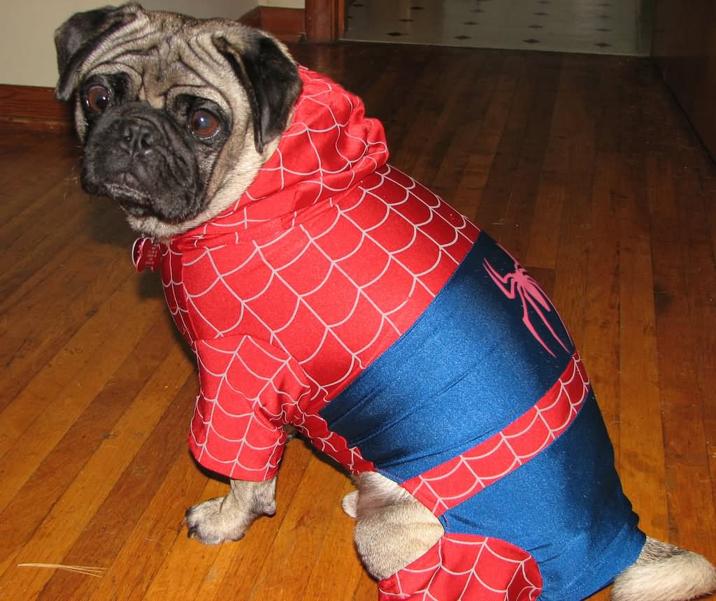 Funny Halloween Spiderpug Dog Image