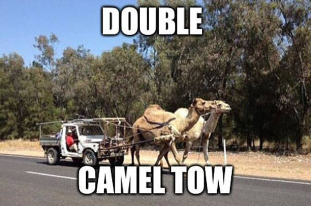 Funny Meme Double Camel Tow Picture For Facebook