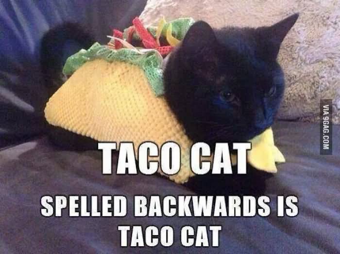Funny Meme Spelled Backwards Is Taco Cat Photo