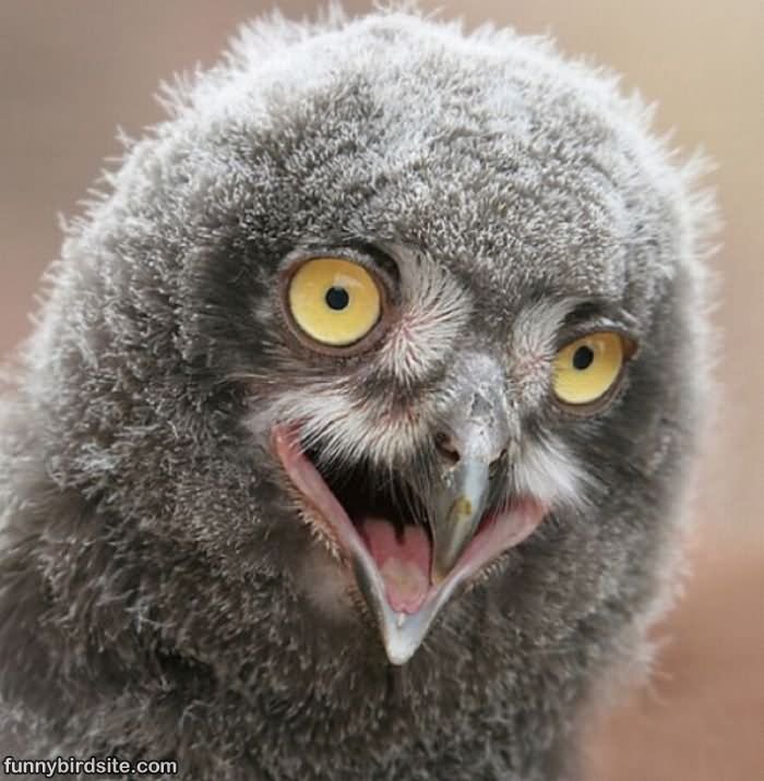 Funny Owl Closeup Face Picture