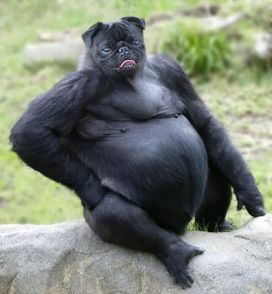 Funny Photoshopped Animal Pug Dog Chimpanzee Image