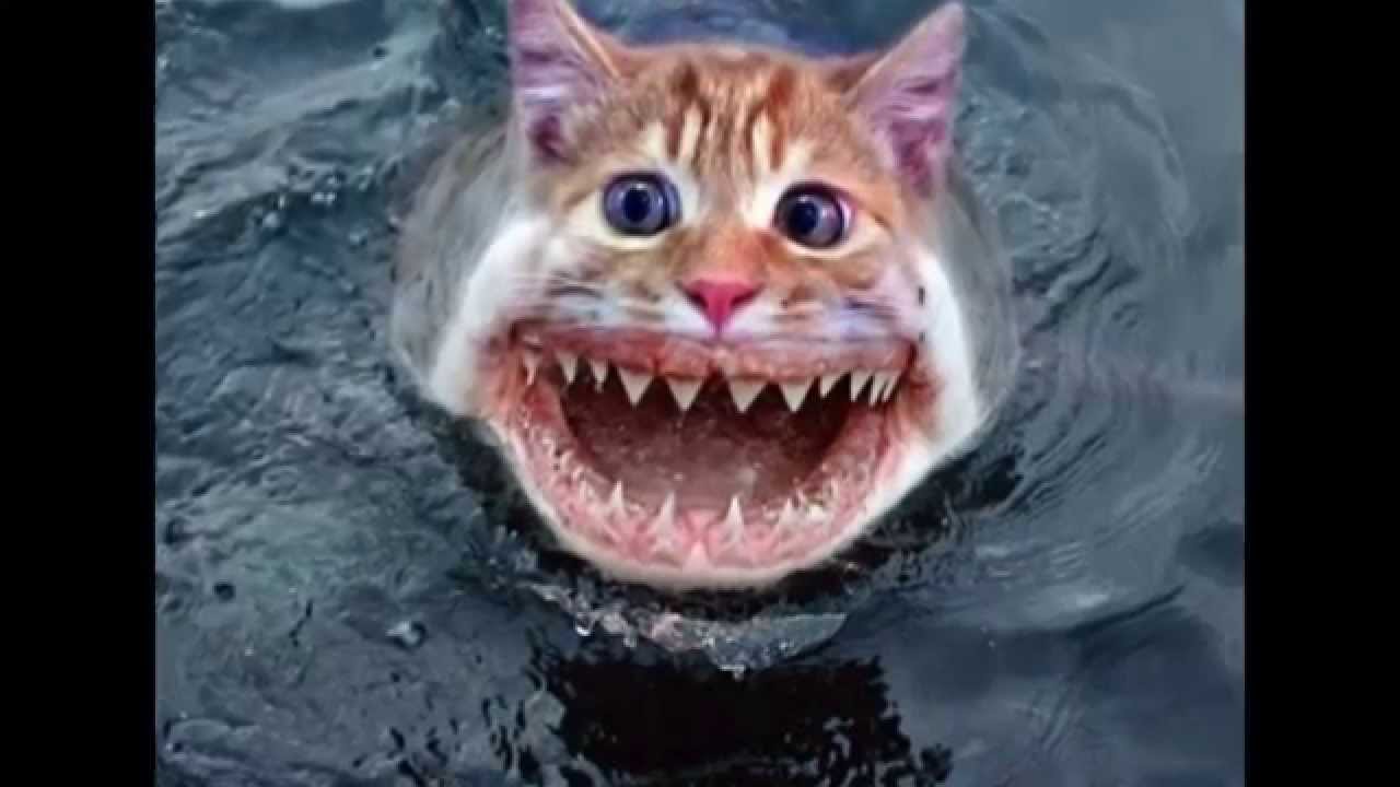 Funny Photoshopped Animal Shark Cat Face Image