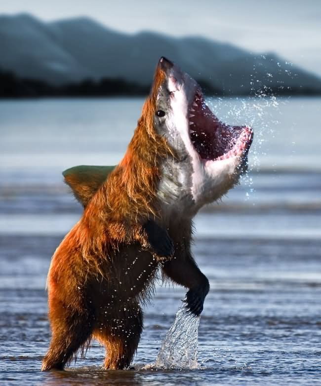 Funny Photoshopped Bear Shark Image