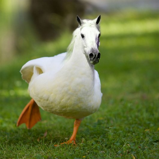 Funny Photoshopped Duck With Horse Face Photo For Facebook