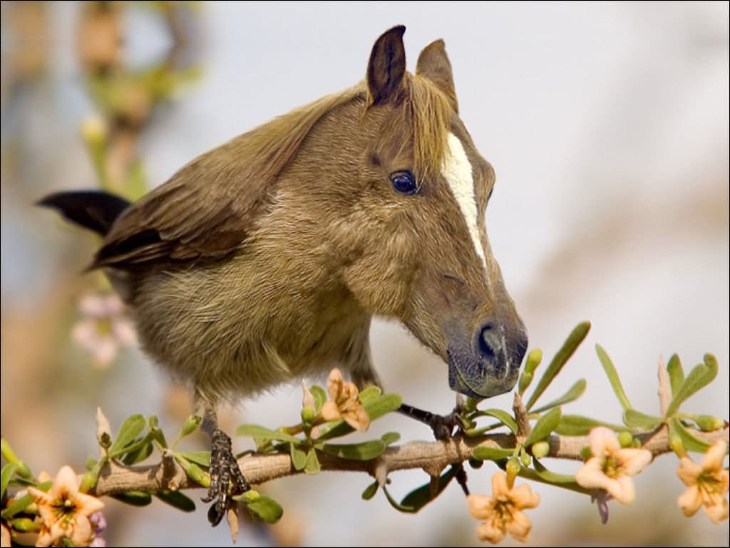 Funny Photoshopped Horse Finch Image