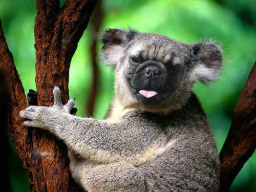 Funny Photoshopped Koala Pug Dog Picture