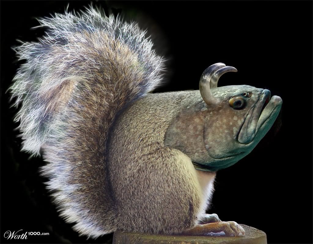 Funny Photoshopped Squirrel Fish Image