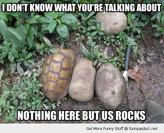 Funny Tortoise Meme I Don't Know What You Are Talking About Picture