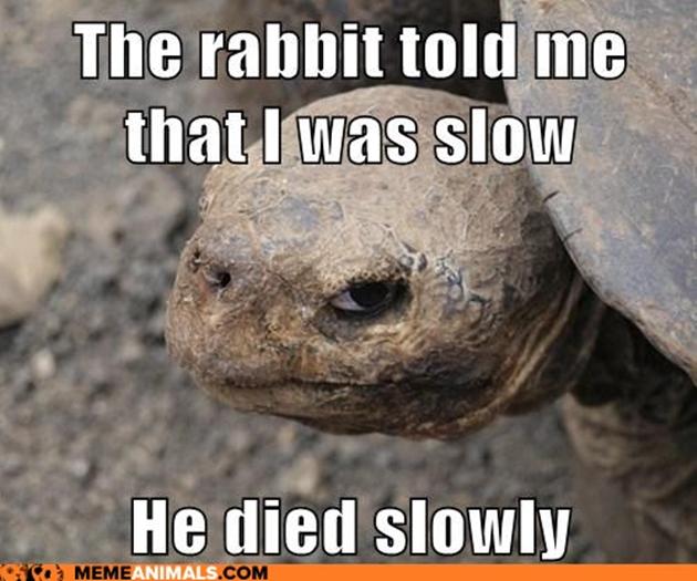 Funny Tortoise Meme The Rabbit Told Me That I Was Slow Image