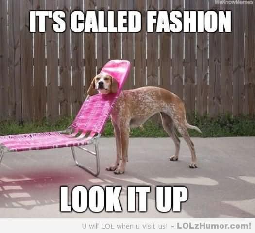 Funny Weird Meme It's Called Fashion Look It Up Dog Picture For Whatsapp