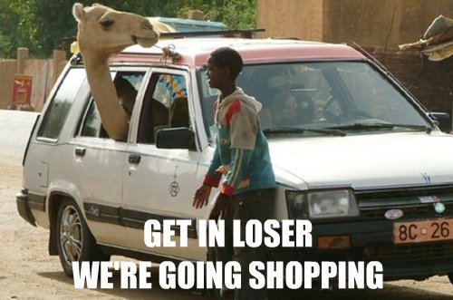 Get In Loser We Are Going Shopping Funny Camel Meme Image For Whatsapp