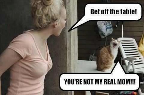 Get Off The Table You Are Not My Real Mom Funny Cat Meme Photo