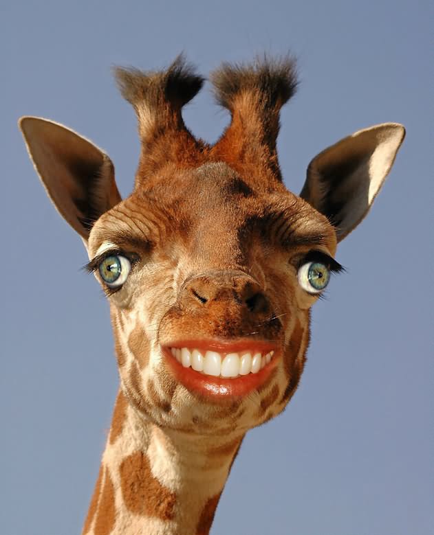 Giraffe Human Mouth Funny Photoshop Image
