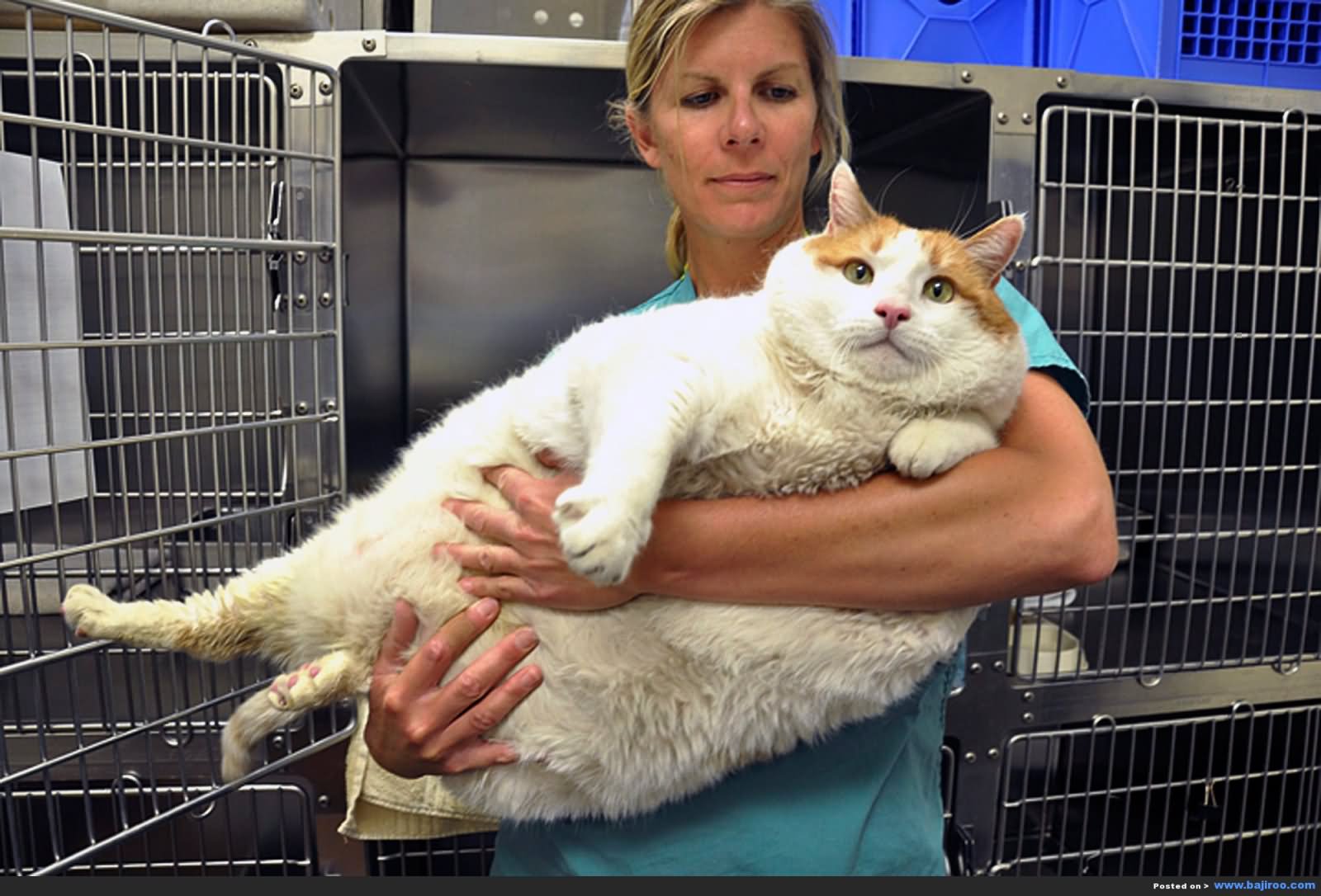 Girl Carrying Fat Cat Funny Picture