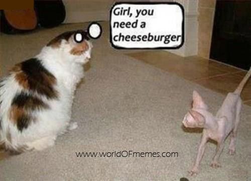Girl You Need A Cheesburger Funny Fat Cat Picture
