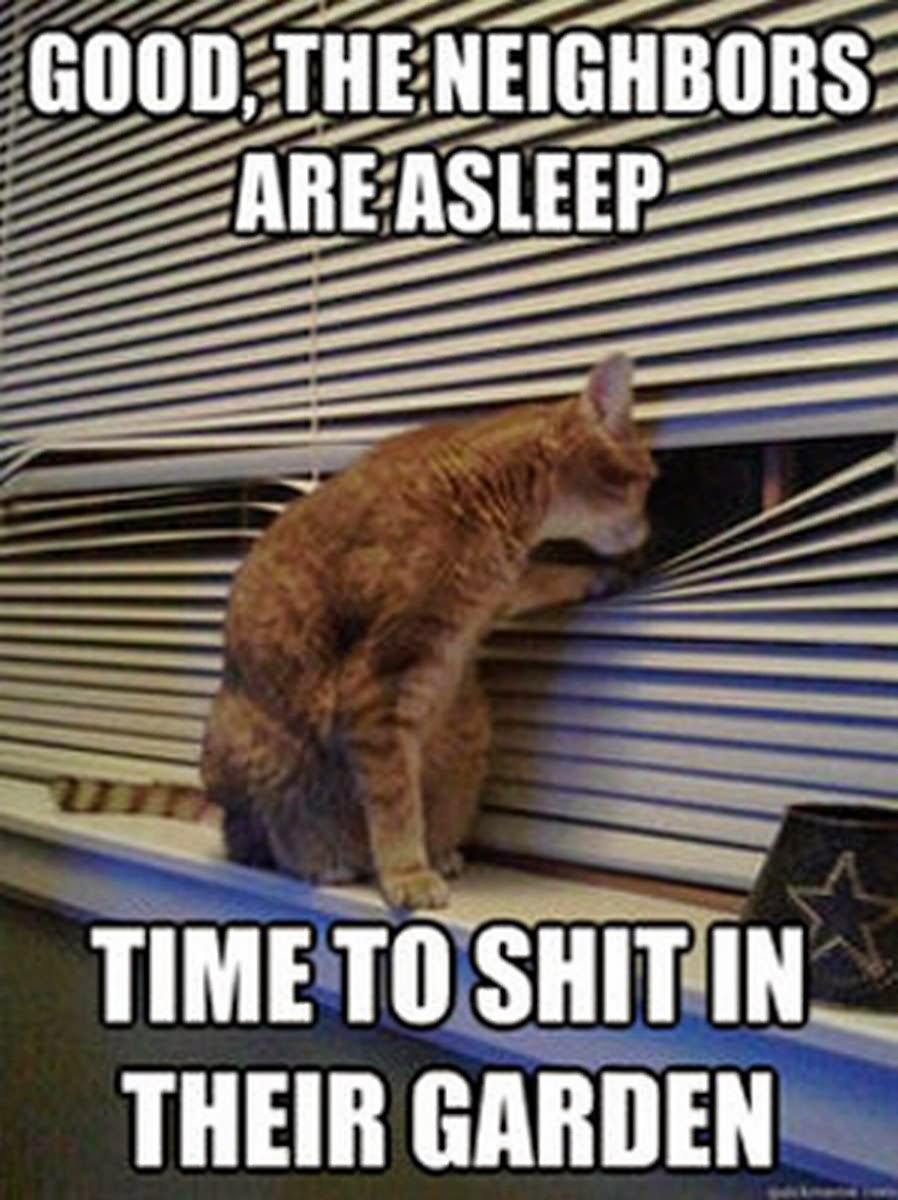 Good The Neighbors Are Asleep Funny Cat Meme Image