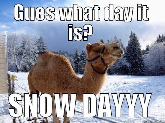 Guess What Day It Is Snow Day Funny Camel Meme Image