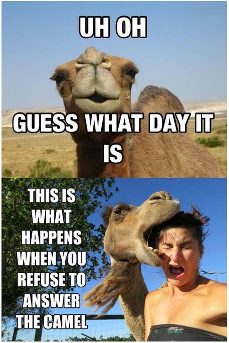 Guess What Day It Is Funny Camel Meme Image