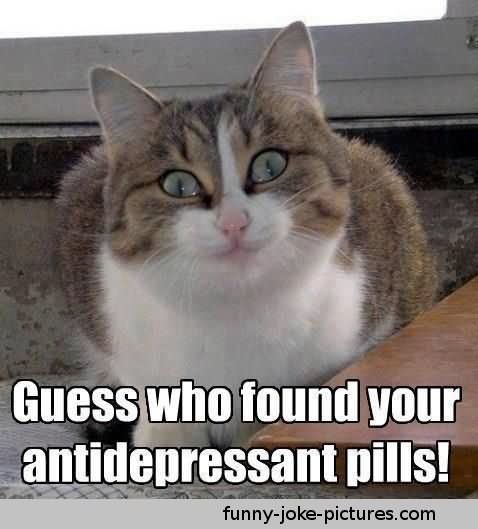 Guess Who Found Your Antipressant Pills Funny Cat Meme Image