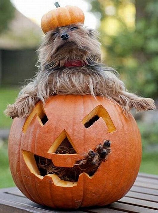 Halloween Animal Dog With Scary Pumpkin Funny Image