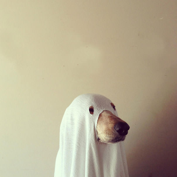 Halloween Dog Funny Animal Photo