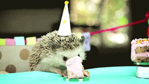 Hedgehog Funny Birthday Animal Gif For Whatsapp
