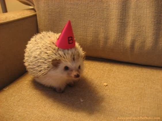 Hedgehog With Birthday Hat Funny Image