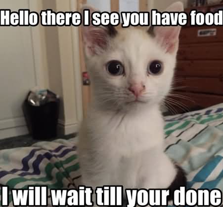Hello There I See You Have Food Funny Cat Meme Picture