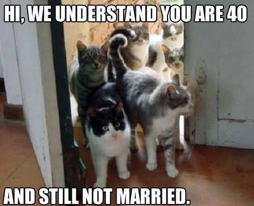 Hi We Understand You Are 40 Funny Cat Meme Image
