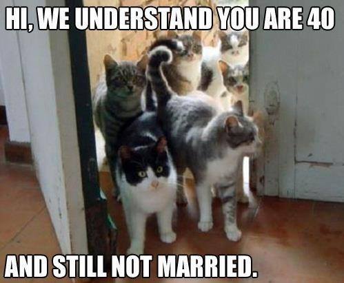 Hi We Understand You Are 40And Still Not Married Funny Wedding Cats Meme Picture