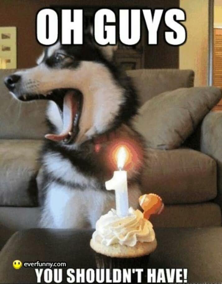 Ho Guys You Shouldn't Have Funny Birthday Dog Animal Meme Image