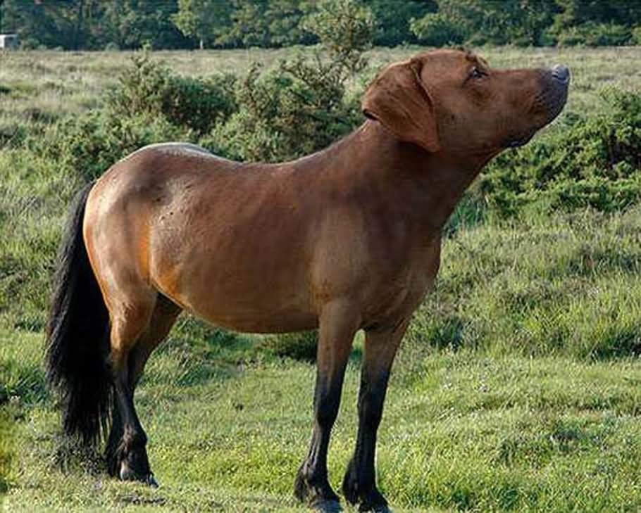 Horse With Dog Face Funny Photoshopped Image For Facebook