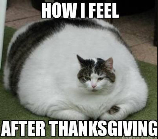 How I Feel After Thanksgiving Funny Fat Cat Meme Picture For Facebook