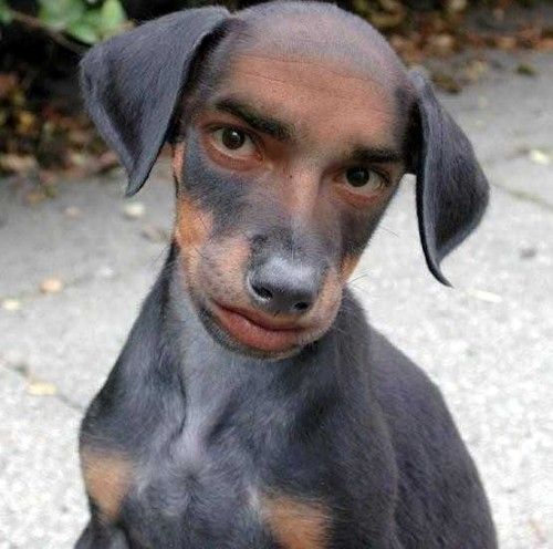 Human Face Dog Funny Photoshopped Photo For Whatsapp
