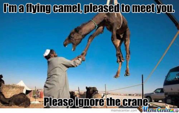 I Am A Flying Camel Pleased To Meet You Funny Meme Image