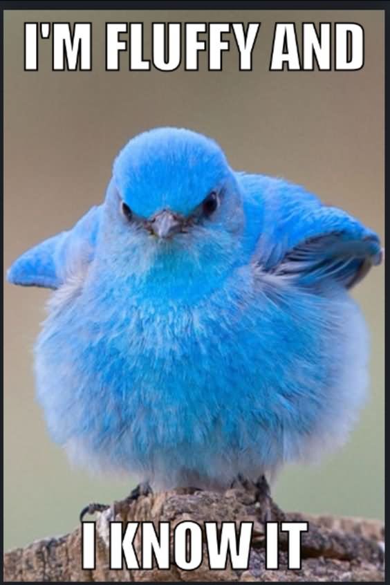 I Am Fluffy And I Know It Funny Bird Meme Image