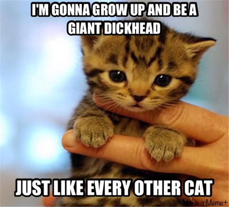 I Am Gonna Up And Be A Giant Dickhead Funny Cat Meme Photo