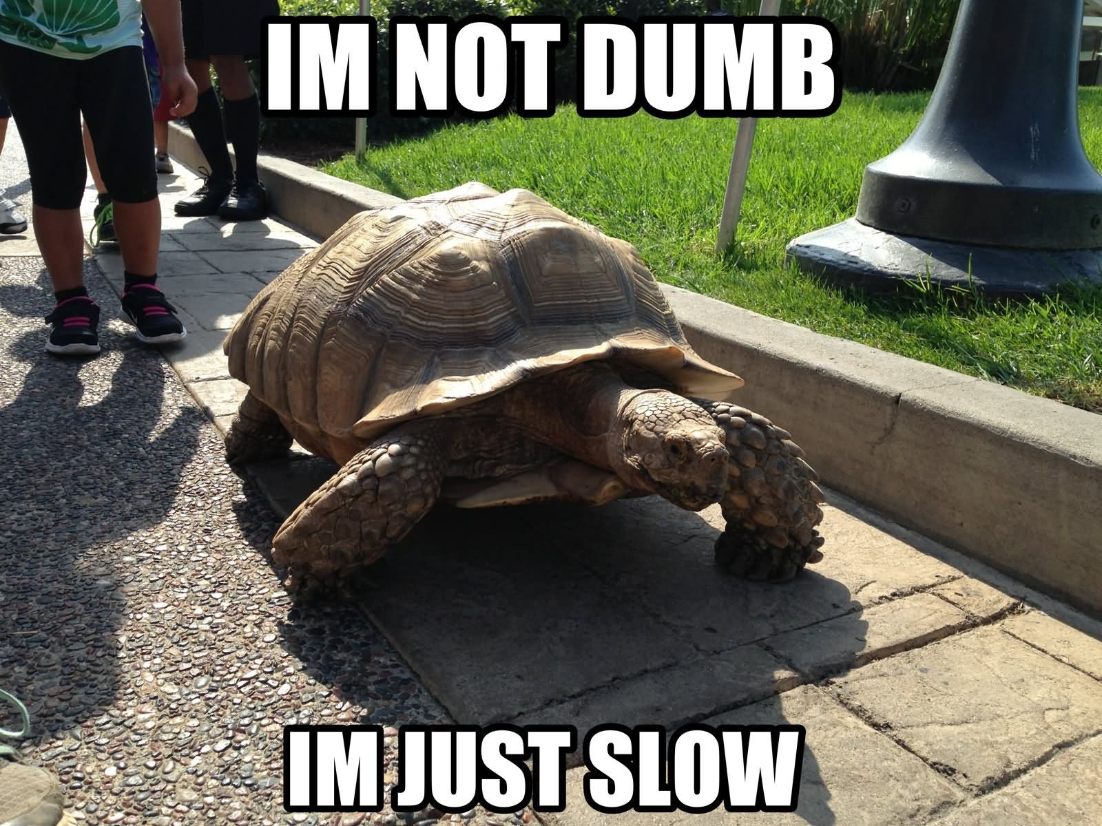 I Am Not Dumb I Am Just Slow Funny Tortoise Meme Picture.