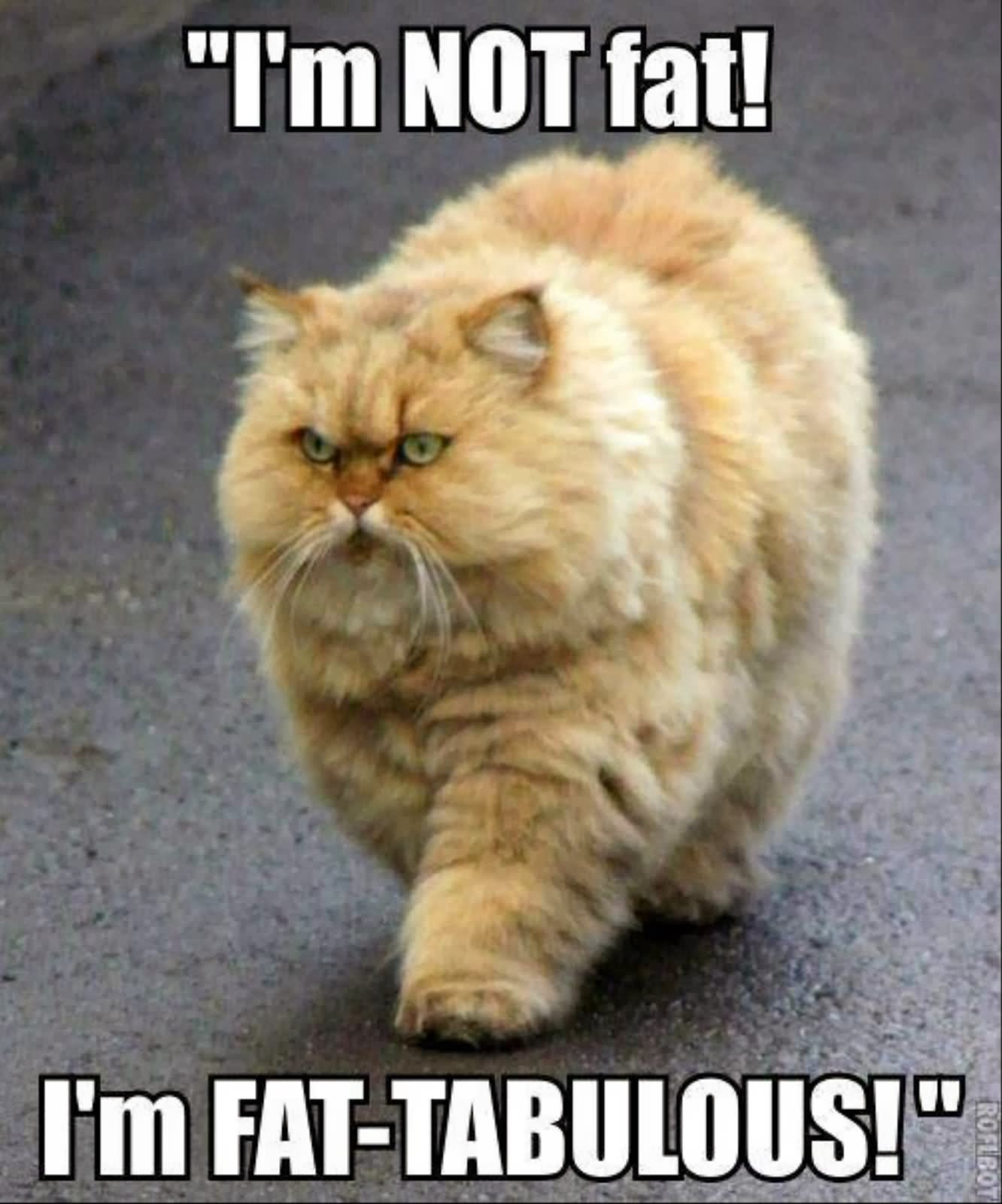 I Am Not Fat Funny Cat Photo For Whatsapp