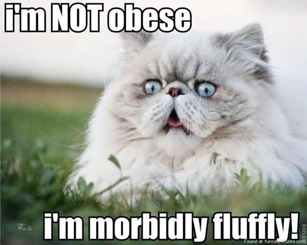 I Am Not Obese I Am Morbidly Fluffy Funny Fat Cat Picture