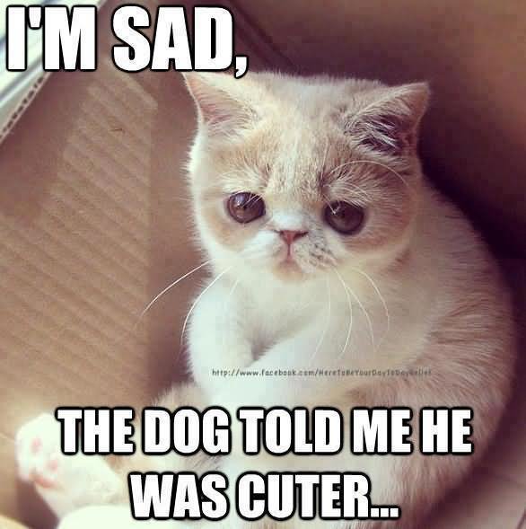 I Am Sad The Dog Told Me He Was Cuter Funny Cat Meme Photo