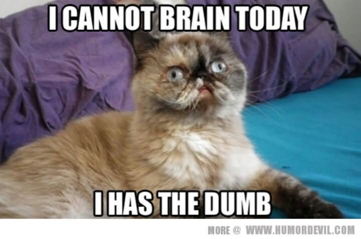 I Cannot Brain Today I Has The Dumb Funny Cat Meme Image