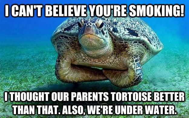 I Can't Believe You Are Smoking Funny Tortoise Meme Picture