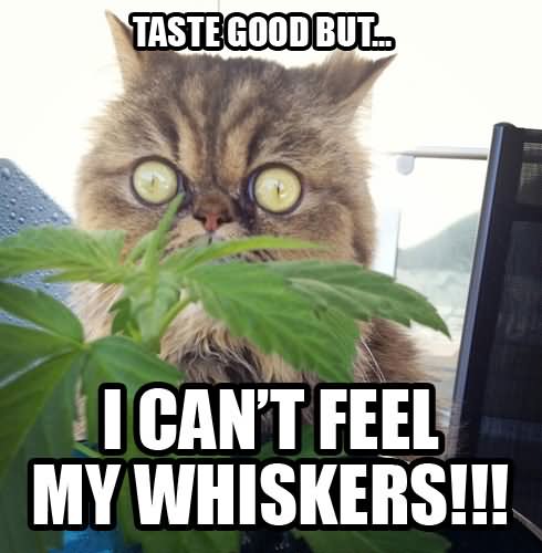 I Can't Feel My Whiskers Funny Cat Meme Picture