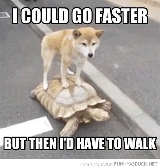 I Could Go Faster But Then I'D Have To Walk Funny Tortoise Meme Image For Whatsapp