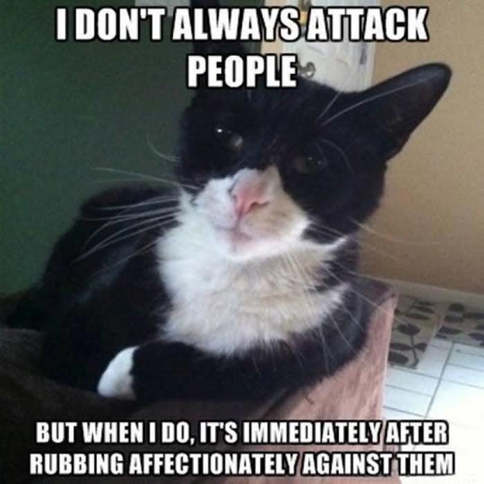 I Don't Always Attack People Funny Cat Meme Photo